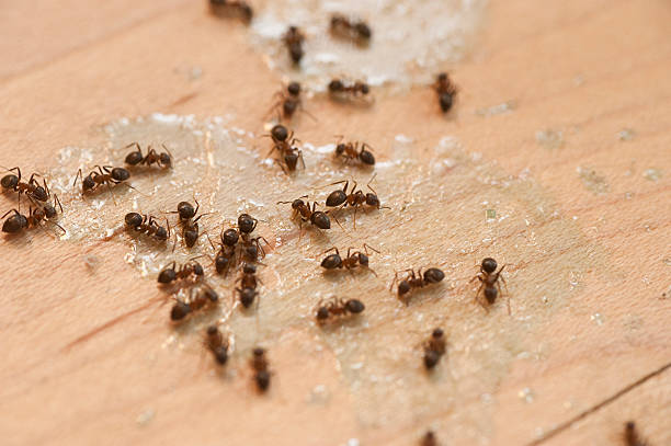 Best Emergency Pest Control  in Sartell, MN